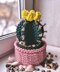 Basket cactus