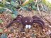Knitted Spider