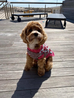 Vibrant Leopard Dog Sweater in Lion Brand Basic Stitch Anti-Pilling Yarn - M21105 BSAP - Downloadable PDF