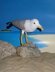 My Pet Seagull