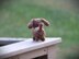 Mini Dachshund Amigurumi