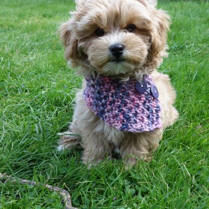 Dog Raspberry Buttoned Cowl - knitting pattern