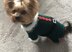 Christmas Elf Dog Costume