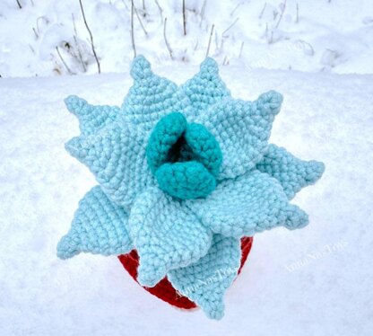 Gnome succulent_Echeveria