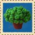 Lime Zinger succulent