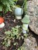 Mushroom Lip Balm Keychain or Charm