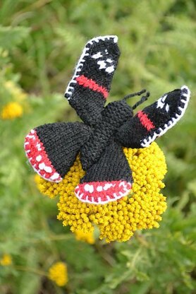 Red Admiral Butterfly