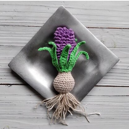 Hyacinth bulb plant