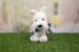 West Highland Terrier in Deramores Studio DK Acrylic - Downloadable PDF