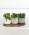 The Posh Planter 078