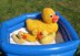 Rubber Duck (Ducky) Family Toy Animals