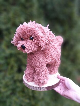 Poodle dog standing