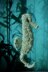 Seahorse