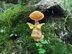 Kitty Cap Mushroom Fae - Fantasy Cat Fairy