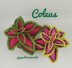 Coleus