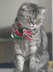 Charming Christmas Pet Scarf