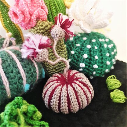 3 cacti set