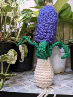 Hyacinth bulb plant