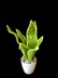 Crochet Snake plant pattern