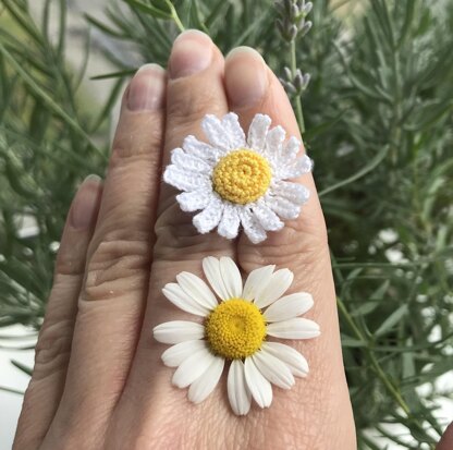 Chamomile flower and ladybug