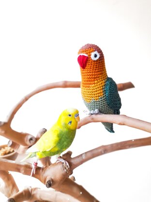 Fischer's Lovebird