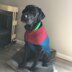 Large Breed Color Blocked Dog Sweater