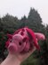 Baby Dragon
