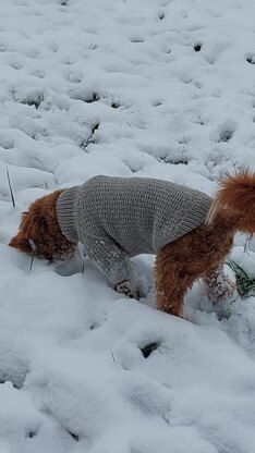 Dog Sweater Charlie No.3