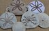 Christmas Sand Dollar Decoration