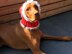 Santa Dog Hat