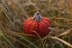 Knitted autumn pumpkins pattern in 3 sizes.