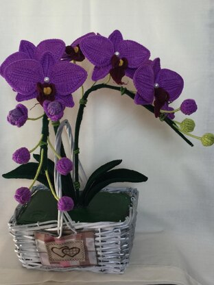 Moth Orchid Crochet Pattern