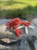 Clive the Crab