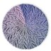 Clematis Beret