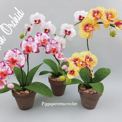 Moth Orchid