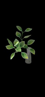 Crochet Money plant pattern