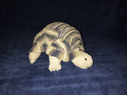 Lachie’s Tortoise