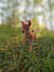 Amigurumi crochet Bambi Deer