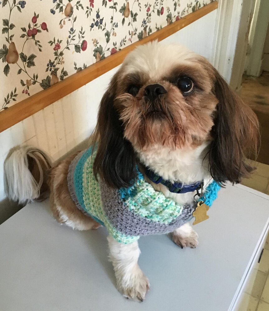 TJ's Dog Jumper Crochet pattern by Dawn Castillo | LoveCrafts