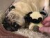 Pug Rattle Ring