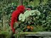 Cranky / Calm Chameleon