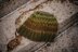 Static Freeze Hat