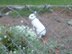 Happy Rabbit Beanie