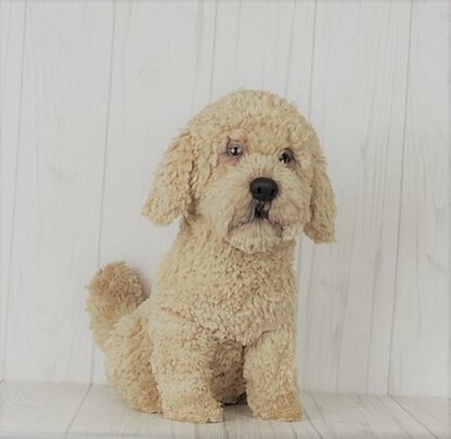 Havanese Dog