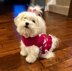 My Funny Valentine Dog Sweater