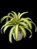 Crochet Spider plant pattern