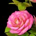 Handel Rose