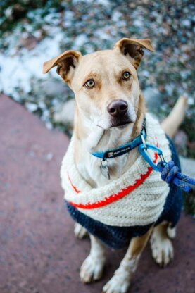 Ready to Roam Dog Sweater