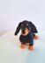 Dachshund