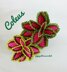 Coleus